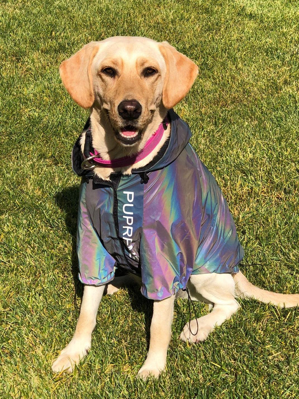 Reflectopup - Ultra-Reflective Microcrystalline Dog Clothes